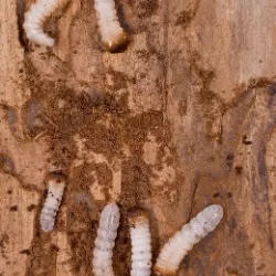 Foto de Carcoma de madera