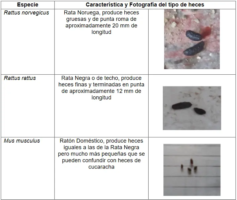 imagen de heces de roedores para identificacion