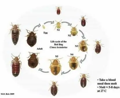 Estadios de desarrollo de Chinches