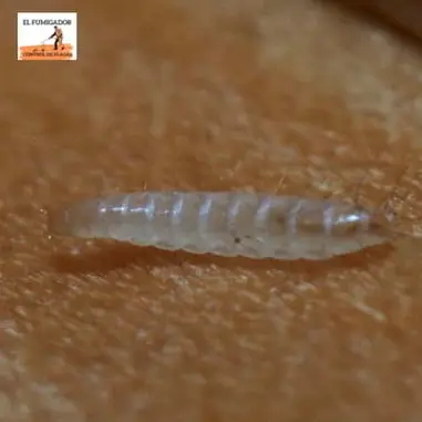 Foto de Larva de Pulga