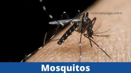 Foto de picadura moswuito tigre