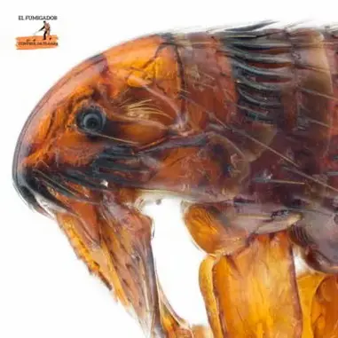 Foto de Pulga Aumentada