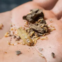 Foto de termita reina