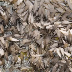 Foto de enjambre de termitas