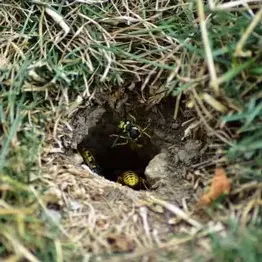 nido de avispas en el suelo